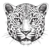 Leopard Face